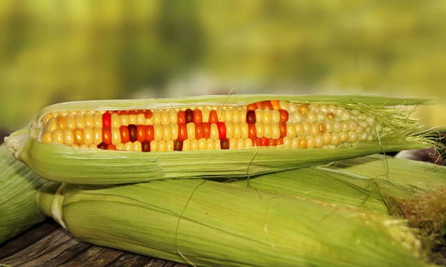 gmo