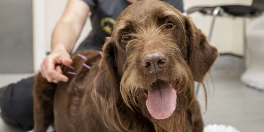 dog acupuncture