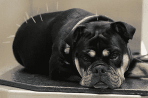 doggie_acupuncture doggie_acupuncture