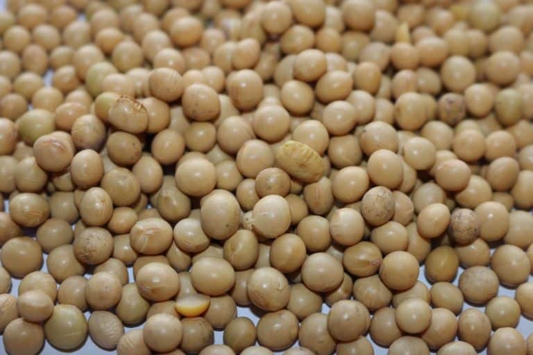 Read more about the article THE ‘HEALTH FOOD’ THAT POISONS